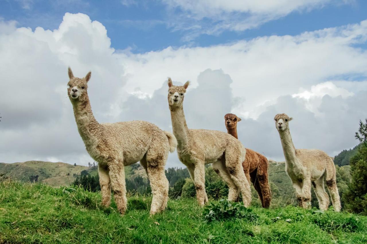 Luxury Stay, Alpaca Farm Paraparaumu Dış mekan fotoğraf